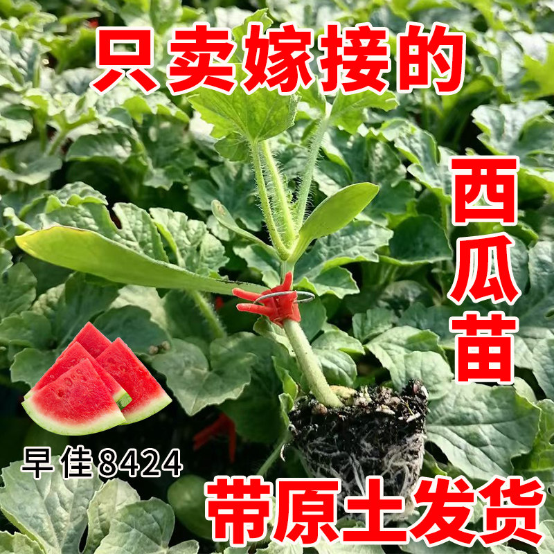 嫁接西瓜苗麒麟8424秧苗带土阳台盆栽南方无籽山东寿光高产美都苗