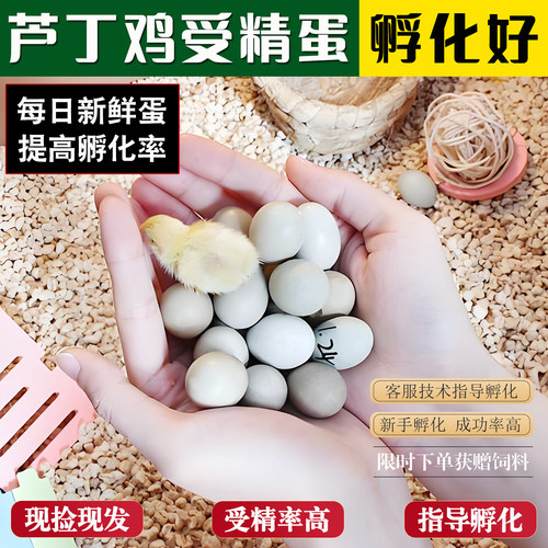 受精可孵化芦丁鸡观赏礼服