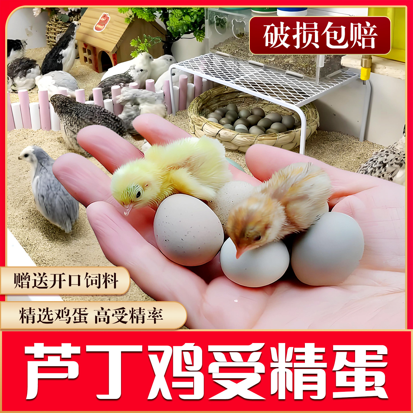 芦丁鸡蛋受精可孵化受精种蛋礼服鸡蛋孵化蛋受精蛋纯灰纯白可孵化