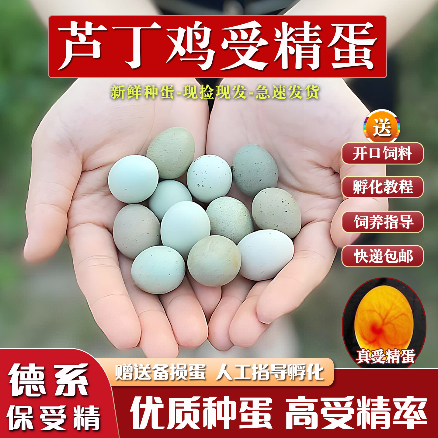 芦丁鸡受精蛋可孵化黑白礼服图片