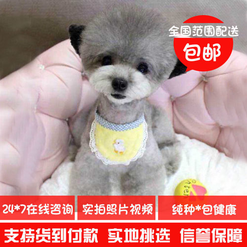 双血统灰色玩具巨型贵宾泰迪狗