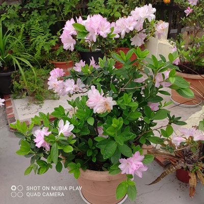 杜鹃花  贵妇人  10年苗龄盆栽苗  久留米杜鹃适合华南栽培观赏