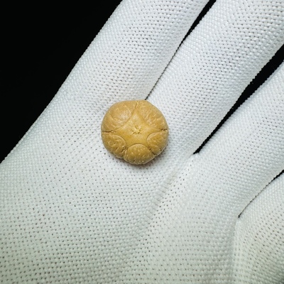 菩提印象 五星上将 单颗 五角星 尼泊尔凤眼菩提 三通顶珠背云