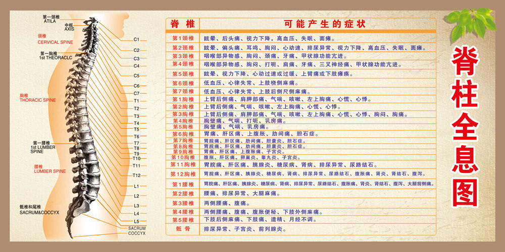 脊柱全息图疾病的脊背触诊诊断示意图 医学脊椎健康按摩挂图 挂画图片
