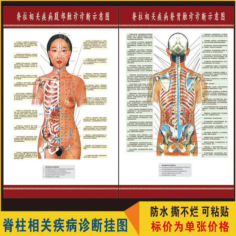 脊椎柱相关疾病的腹部脊背触诊诊断示意图医学健康按摩挂图挂画图片