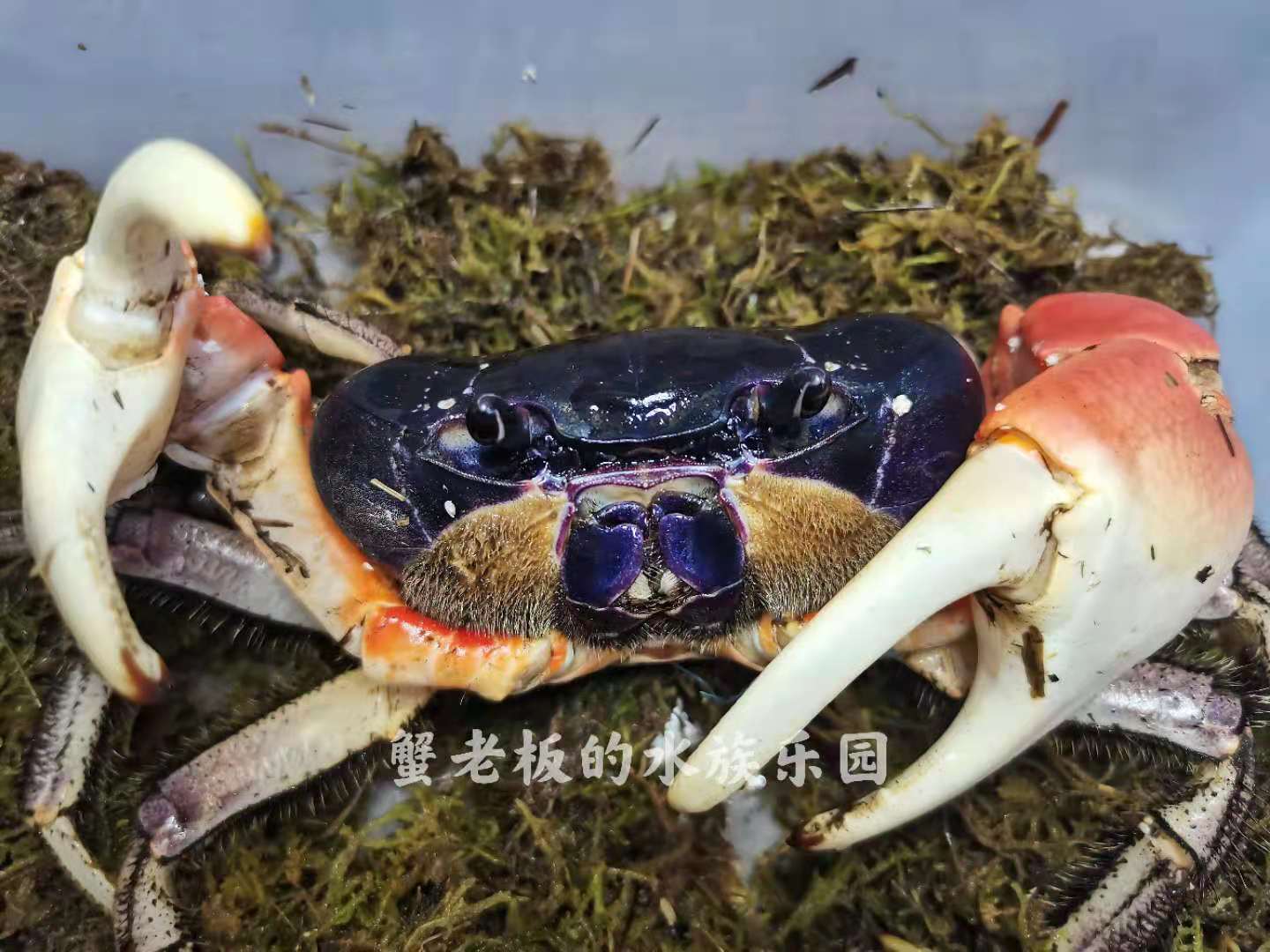 巨型图氏蟹凶狠圆轴蟹紫地蟹南海溪蟹观赏蟹大型寄居蟹勾手蟹印支