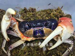巨型图氏蟹凶狠圆轴蟹紫地蟹南海溪蟹观赏蟹大型寄居蟹勾手蟹印支