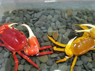 勾手蟹观赏蟹南海溪蟹寄居蟹淡水紫地蟹印支蟹蓝尖肢豹点蟹蝴蝶蟹