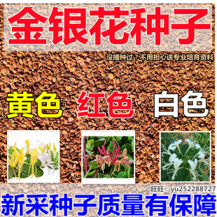 金银花红色黄色白色 金银花种子爬藤金银花种籽食用泡茶药材类四季