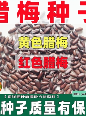 优质腊梅种子黄花易种籽新采腊梅树种红梅红花梅花黄色素心梅红色