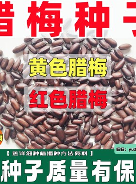 黄花红花腊梅种子冬季开花花种籽