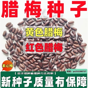 优质腊梅种子黄花易种籽新采腊梅树种红梅红花梅花黄色素心梅红色