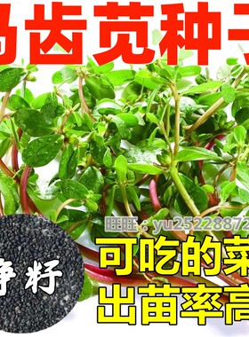 马齿苋种子蔬菜食用菜籽四季易种