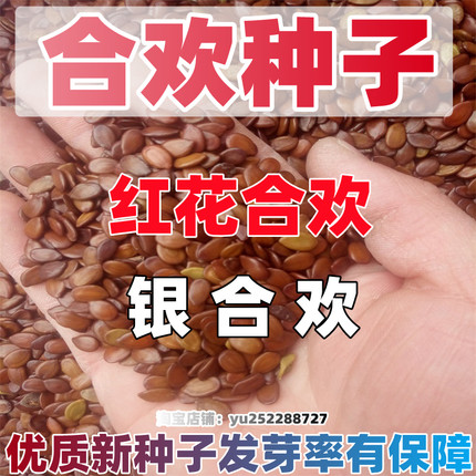 红花合欢种子又名绒花树绿化行道树木种籽庭院花盘阳台银合欢易种