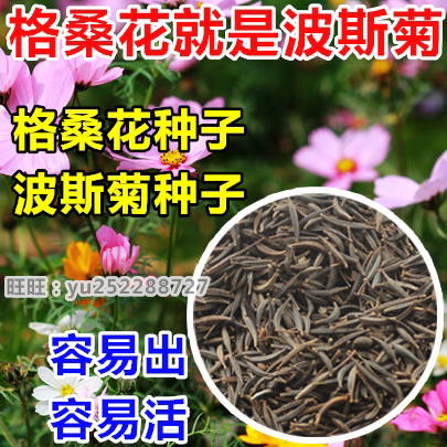 格桑花种子波斯菊混色野花组合绿化景观草花花卉种籽阳台四季易种