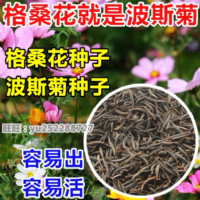 波斯菊混色绿化景观四季格桑花