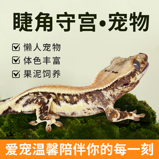 爬宠活体新手入门级蜥蜴壁虎守宫睫角守宫温顺好养易饲养懒人宠物