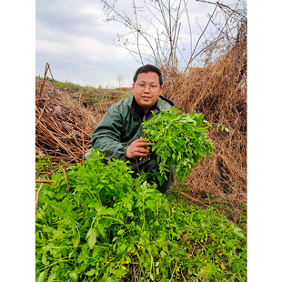 野生水芹菜【农家野菜】2斤