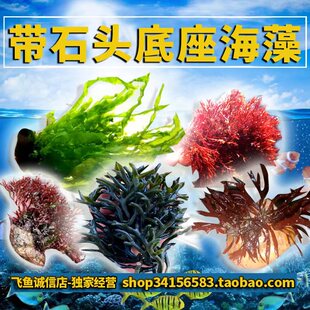 带石头带石海水底座海草海藻水藻水草火焰石莼绿红鹿角绿棉藻松藻