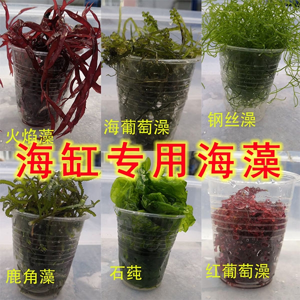 海草绿红葡萄羽毛火焰藻盒