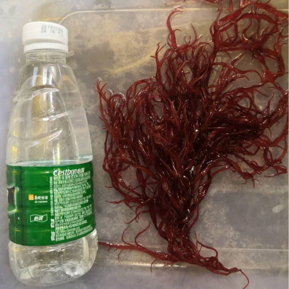 藻缸藻盒造景海草海藻水草绿红葡萄藻钢丝藻鹿角羽毛火焰石莼牡丹