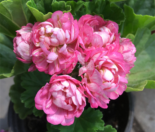 特价全重瓣直立天竺葵花苗粉碗anita阿尼塔玫瑰花型丁丁花园