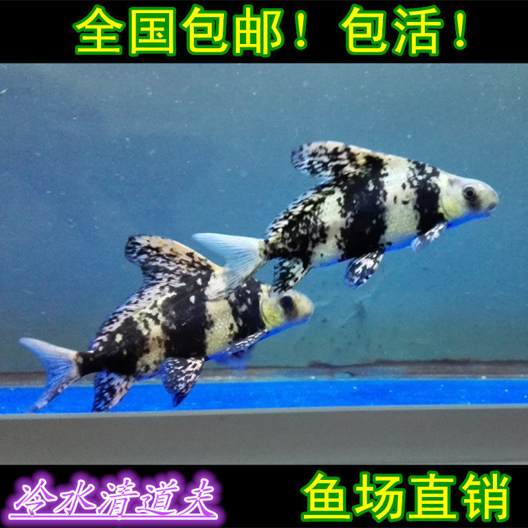 一帆风顺冷水清道夫小型观赏鱼