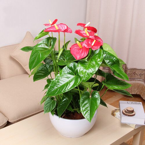 前台白掌红掌盆栽粉掌盆景开业办公桌面开花室内花卉小型植物 - 封面