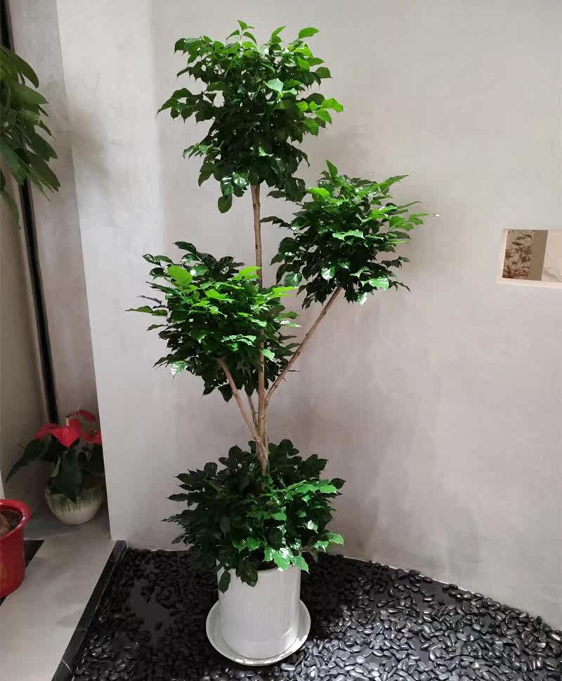五层幸福树盆栽室内客厅除甲醛大型树桩盆景多头球型绿宝树植物