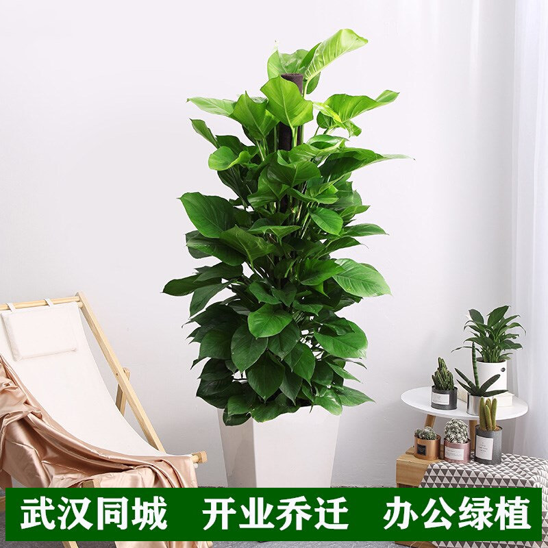 大叶绿萝盆栽武汉绿萝柱室内客厅大型绿植办公室绿W化植物吸甲醛
