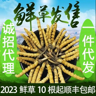 2024青海玉树新鲜虫草野生冬虫夏草新鲜虫草冬虫夏草正品 虫草礼盒