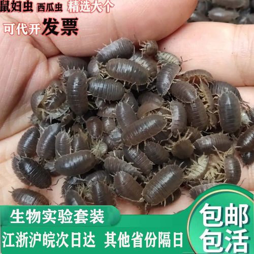 快速现抓包活宠物鼠妇虫