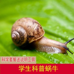 蜗牛活体宠物学生科学课实验套装观察科普爬虫野生蜗牛田园蜗牛