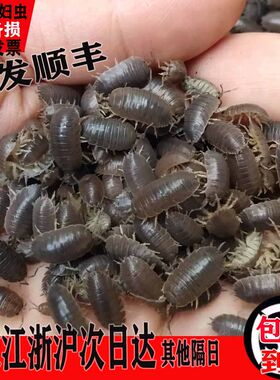 包活宠物潮虫学生实验套餐鼠妇