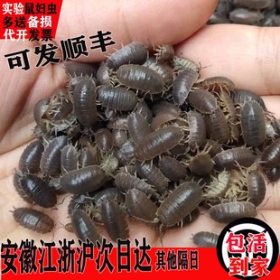 顺丰鼠妇虫活虫潮虫西瓜虫鼠球湿虫活体昆虫生物实验套餐活体爬虫