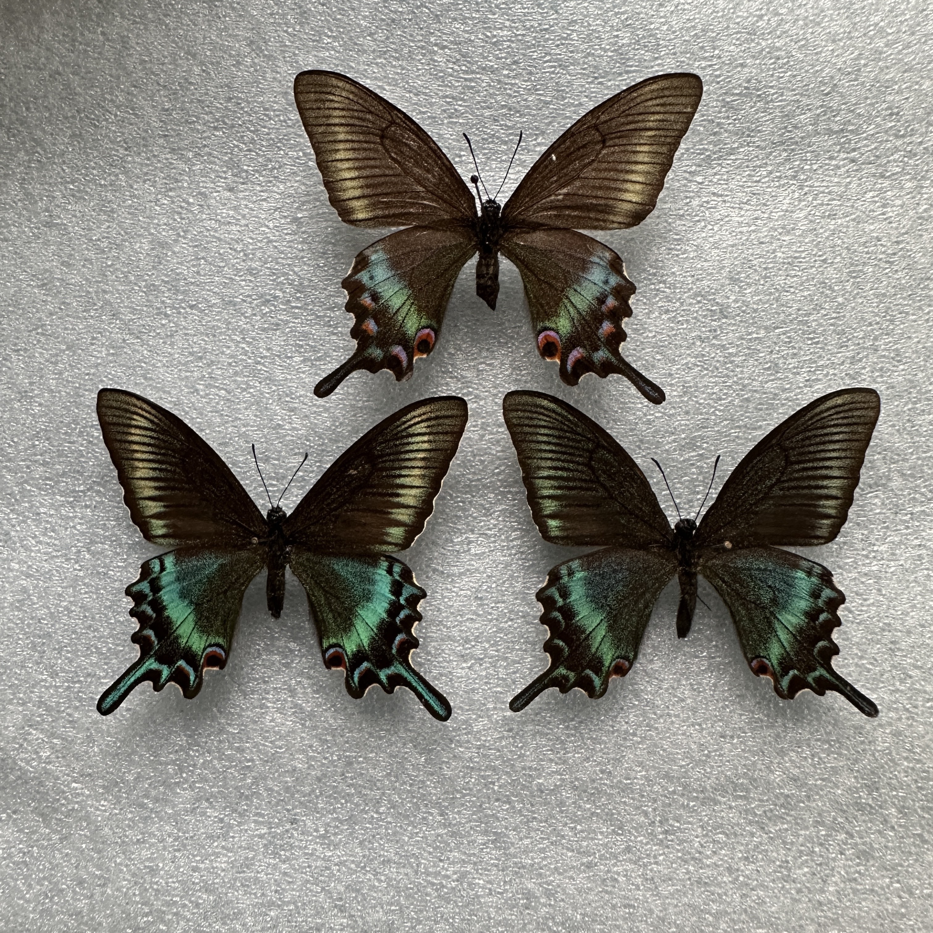 绿带翠凤蝶春型原蝶干治标本a1/a-手工材料DIY自然科普课程一只