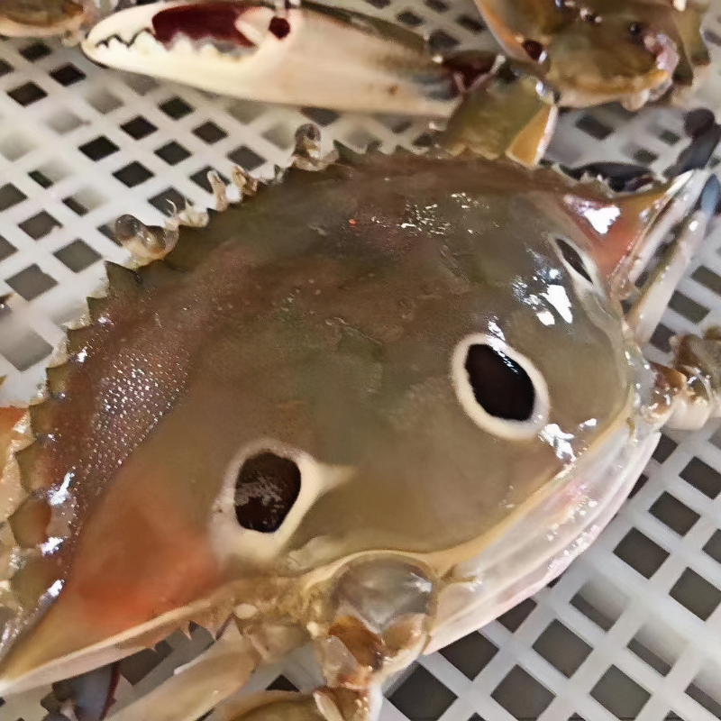 红膏三眼蟹三目蟹三点蟹可生腌一箱7斤,水产肉类/新鲜蔬果/熟食,梭子蟹,淘宝优惠券,粉丝福利购,淘宝优惠卷