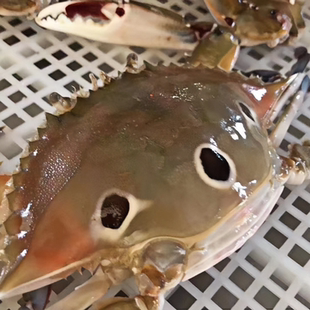 红膏三眼蟹三目蟹三点蟹可生腌一箱7斤