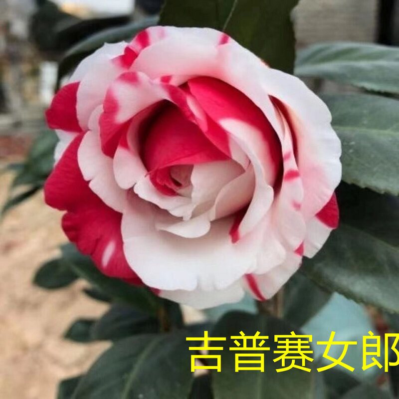 吉普赛女郎茶花稀有品种花卉盆栽植物室内好养易活花苗四季开花