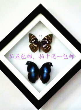 蝴蝶标本工艺品蛱科普展览送礼