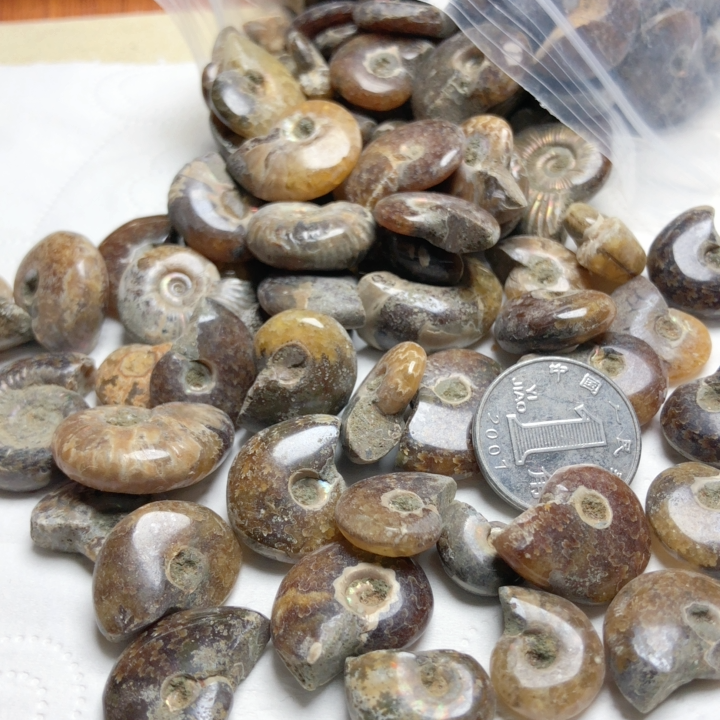 t117 天然螺化石标本小摆件客厅居家海螺化石菊花石原石