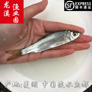 黄尾鱼苗黄尾密鲴黄尾鲴鱼苗千岛湖黄尾黄姑子黄尾巴养殖淡水鱼苗