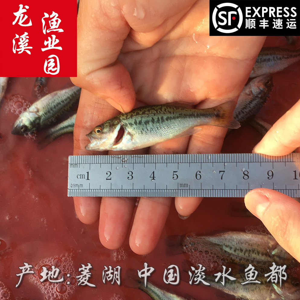 鲈鱼苗加州鲈淡水养殖活体路亚
