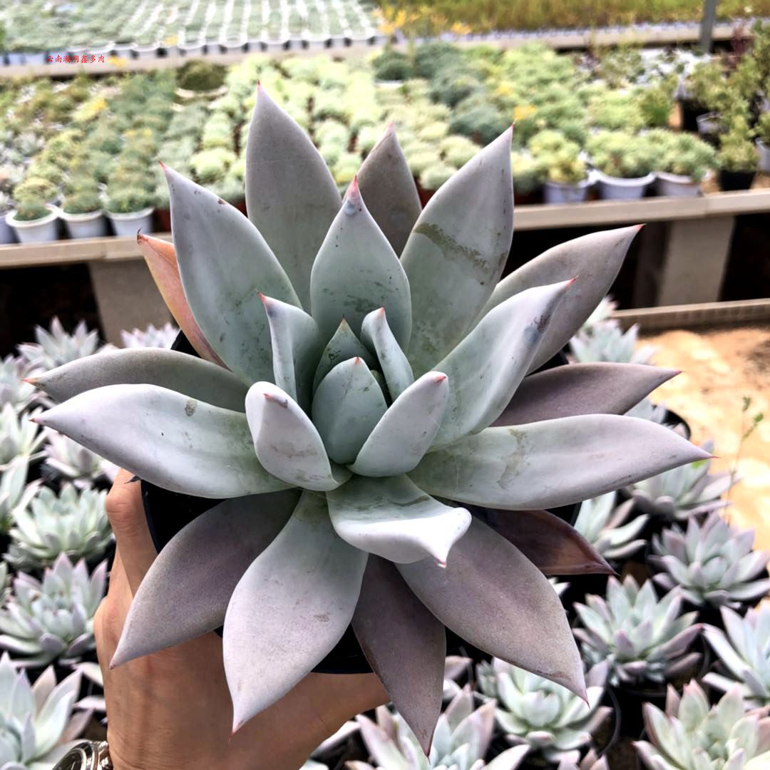Yunnan Han Ming Xin more Fuwa Echeveria colorata 'Mexican Giant Yunnan Boutique Succulent plantsin the Flower delivery/Flowers simulation/Plants gardening , Flowers/Potted plants (New) , Succulents  category - from Buy2taobao.com to provide professional Taobao agent buy service