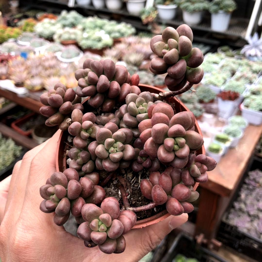 瀚明鑫多肉 耳坠草 圆叶耳坠草 多头群生老桩伪群 云南精品多肉