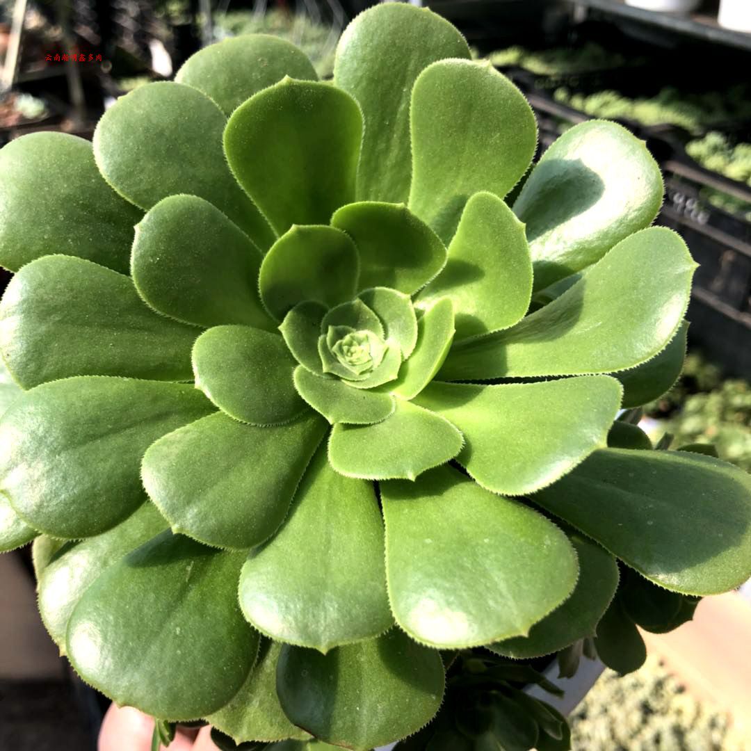 Yunnan Han Ming Xin more Green Yang cashmere Cashmere Long Novice Bouquet Fine.in the Flower delivery/Flowers simulation/Plants gardening , Flowers/Potted plants (New) , Succulents  category - from Buy2taobao.com to provide professional Taobao agent buy service