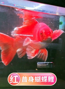 红色普身蝴蝶鲤台湾贵妃锦鲤淡水鱼好养耐活冷水鱼大鳍大尾观赏鱼
