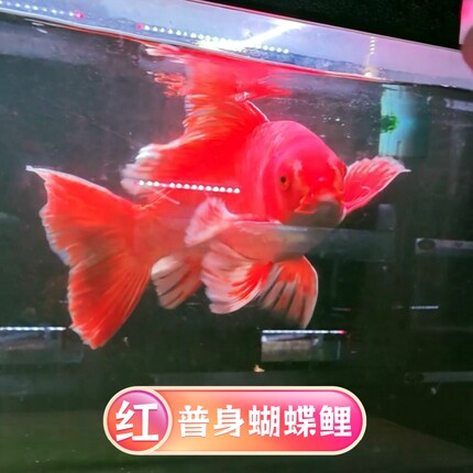 红色普身蝴蝶鲤台湾贵妃锦鲤淡水鱼好养耐活冷水鱼大鳍大尾观赏鱼