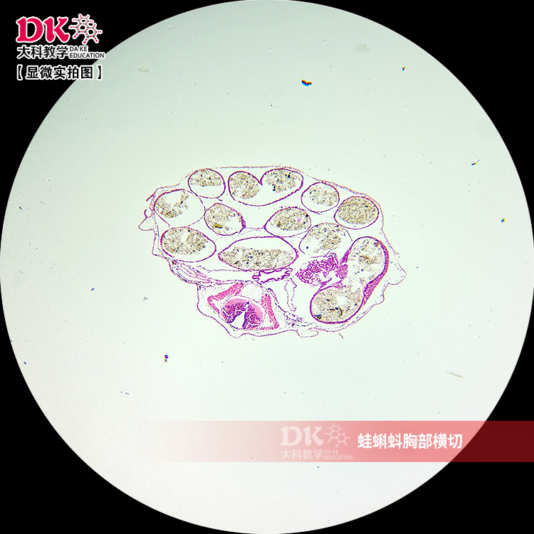 高教标准组胚显微镜玻片标本生物教学使用 蛙蝌蚪胸部横切