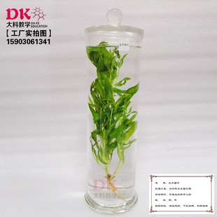 保色浸泡标本 王不留行 夏至草 香石竹 标本馆展览展示用品